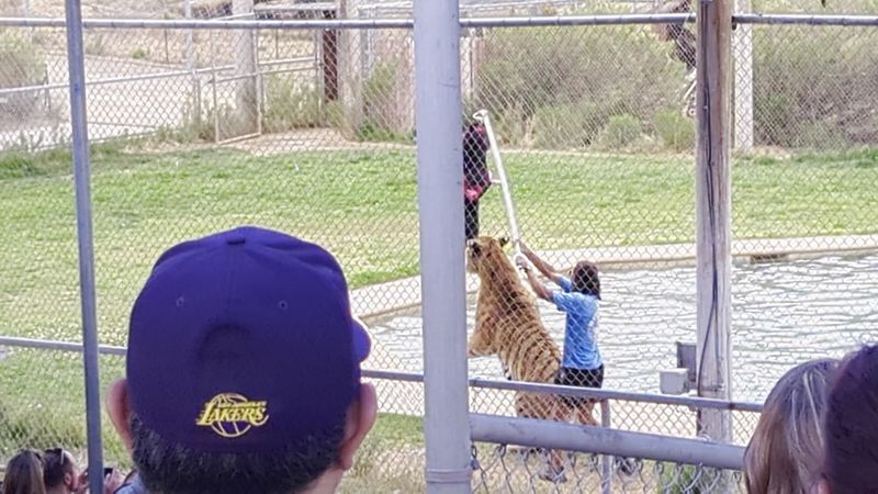 Feeding a Tiger Up Close