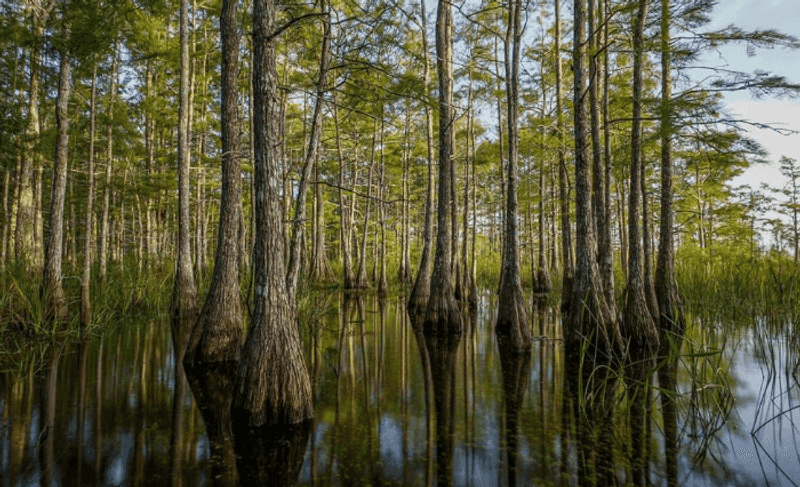 10 Florida outdoor spots that prove the state is more than beaches 6 Big Cypress National Preserve - Ochopee, Florida