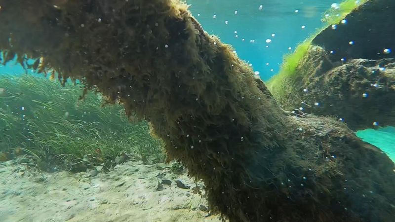 Snorkeling the Springs: An Underwater World Right Beneath Your Feet