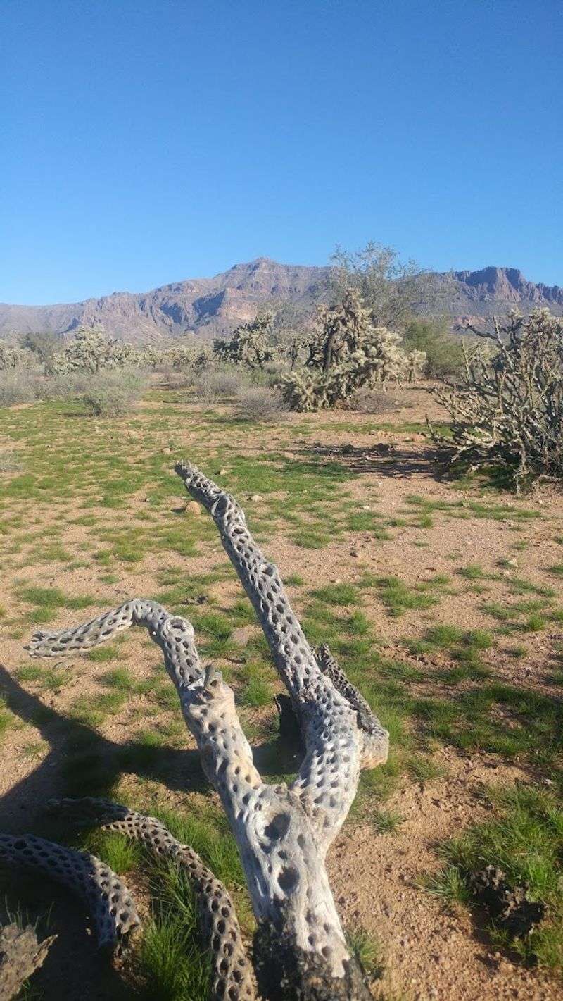 Leaving No Trace in Gold Canyon