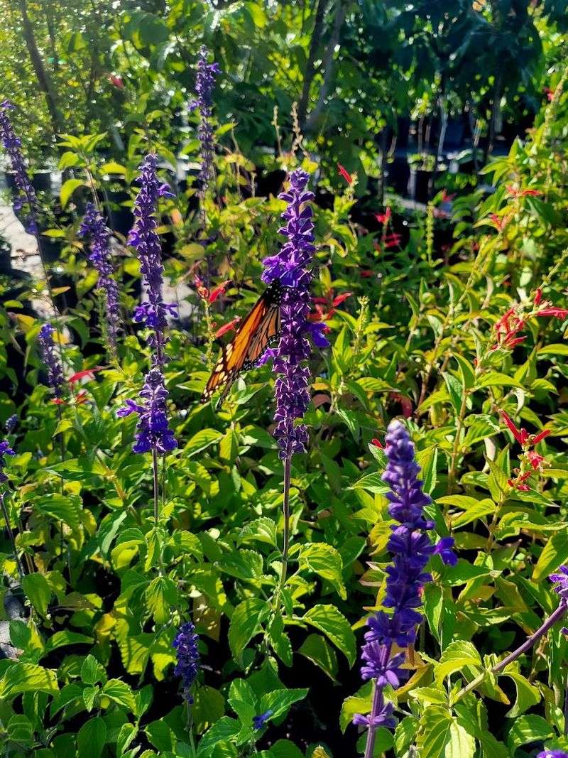 This Florida Greenhouse at GreenDreams Nursery in Spring Hill Is Changing How Locals Grow Fruits, Herbs, and Flowers 5 Native Florida Plants for Pollinator-Friendly Yards
