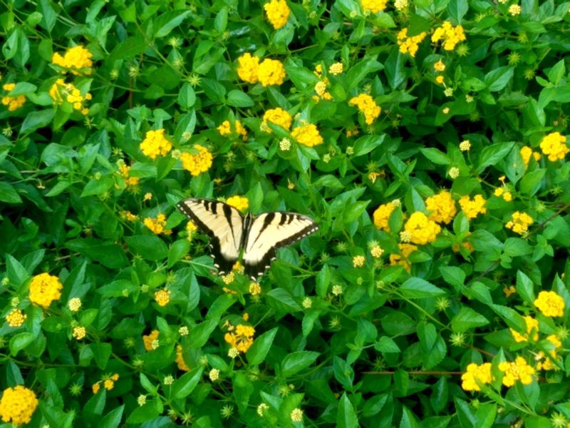 Wildlife You Might Spot on the Trail