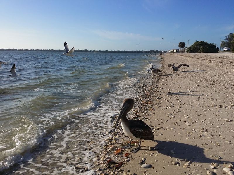 This 12-Mile Scenic Drive in Florida Is an Experience You Shouldn't Miss 4 World-Class Shell Collecting on Sanibel Island