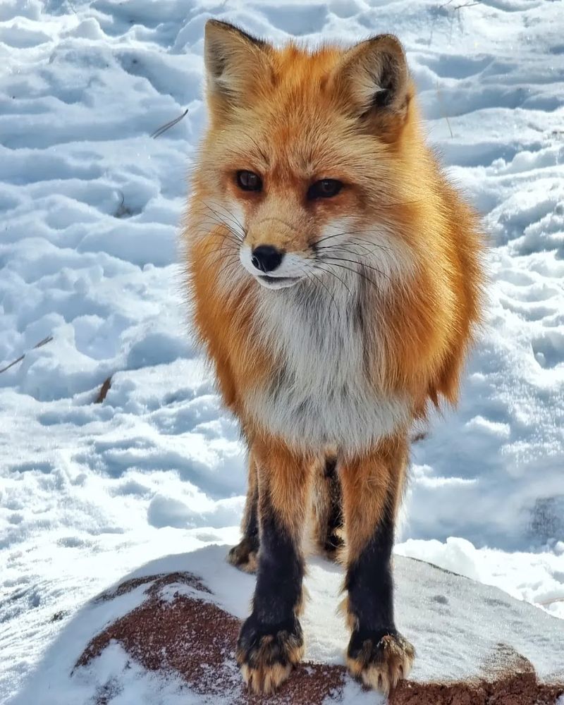 This Arizona Park Lets You Drive Through 160 Acres of Animal Habitats 8 Otters, Foxes, and Smaller Animals: Charm in Every Corner