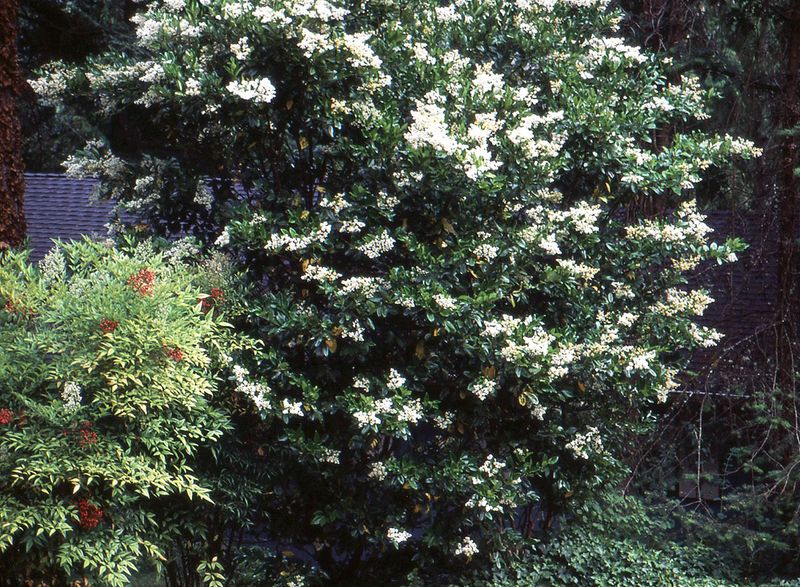 These Are The 8 Best Small Trees For Florida Front Yards That Stay Manageable 5 Ligustrum (Ligustrum japonicum)