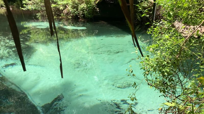 Snorkeling in Crystal-Clear Spring Water