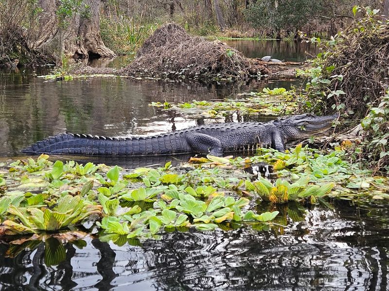 Wildlife Watching: Florida's Wild Residents Put On Quite a Show