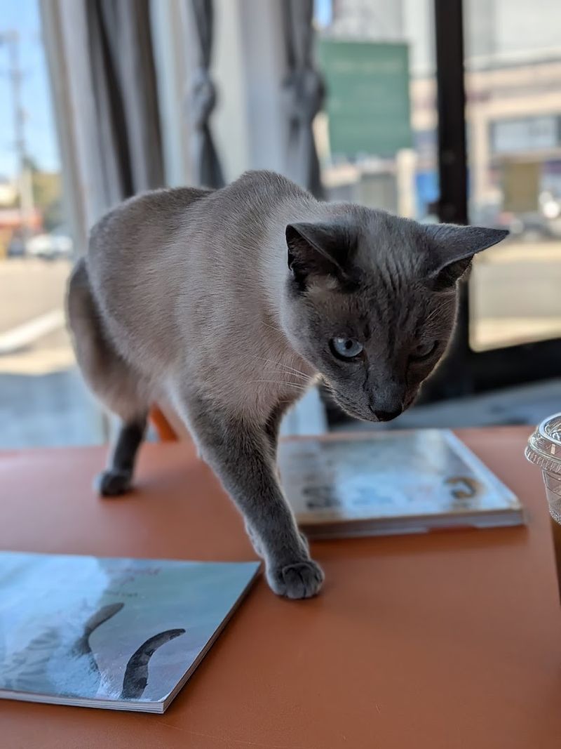 Cat Town Cafe - Oakland, California