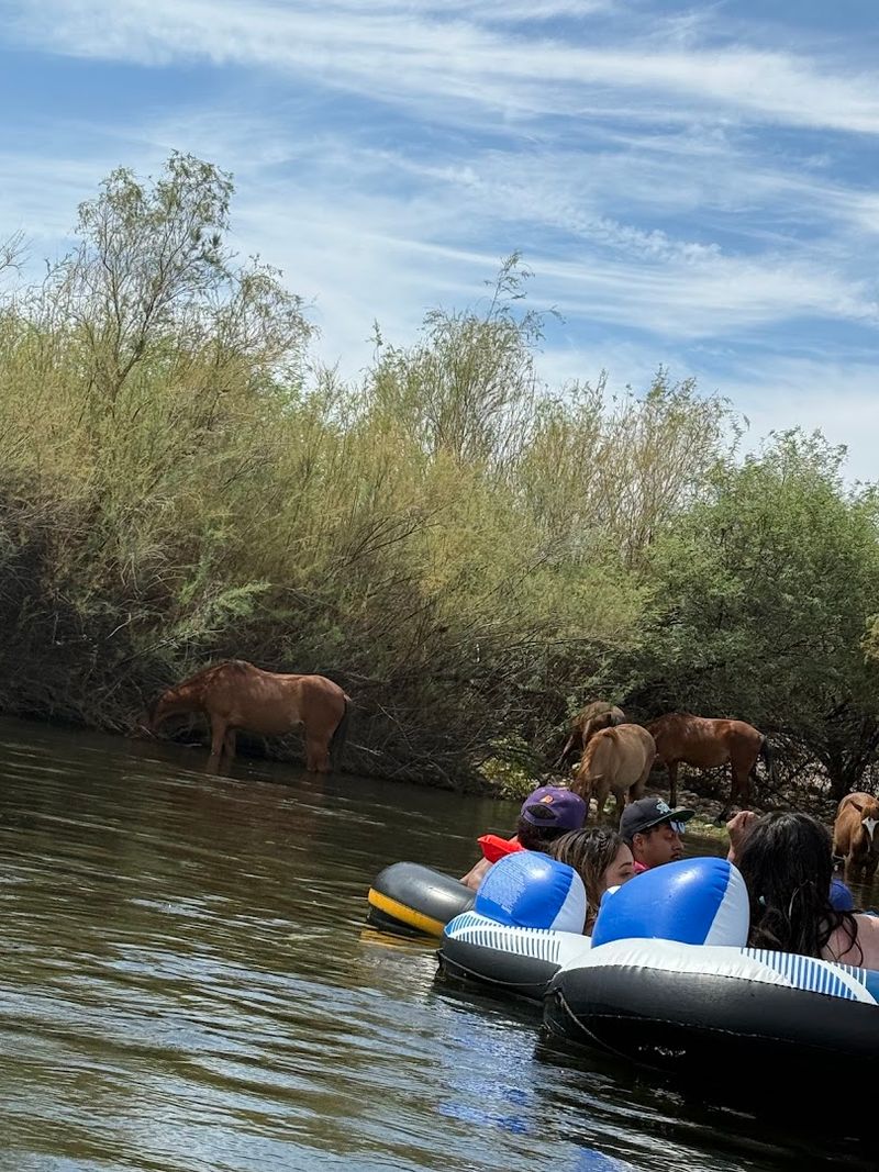 Salt River Tubing - Mesa, Arizona