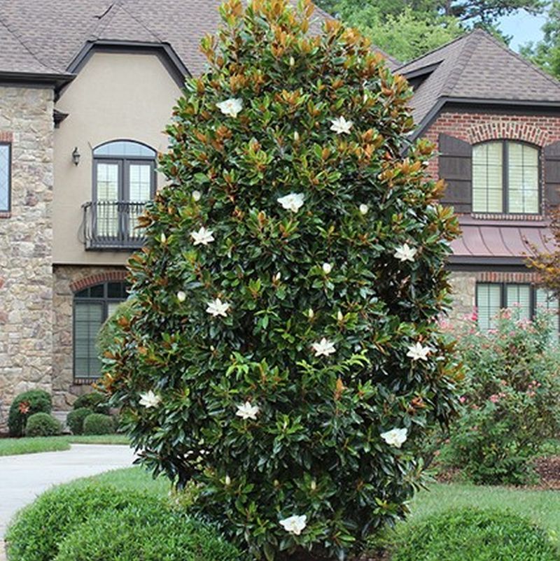 These Are The 8 Best Small Trees For Florida Front Yards That Stay Manageable 6 Dwarf Magnolia (Magnolia grandiflora 'Little Gem')