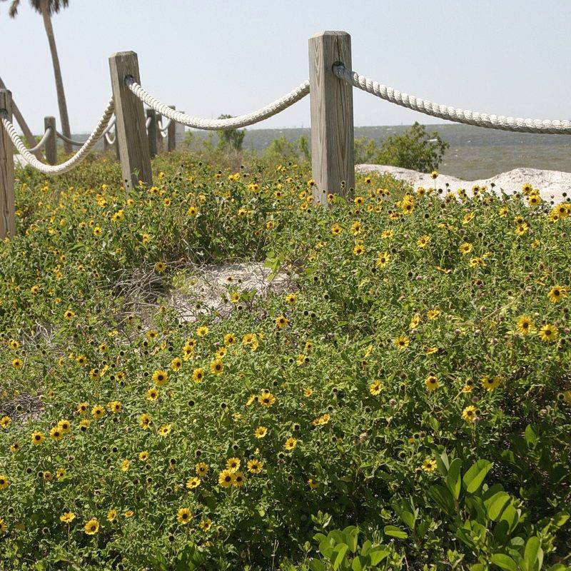 Beach Sunflower