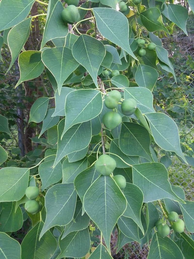 Chinese Tallow Tree