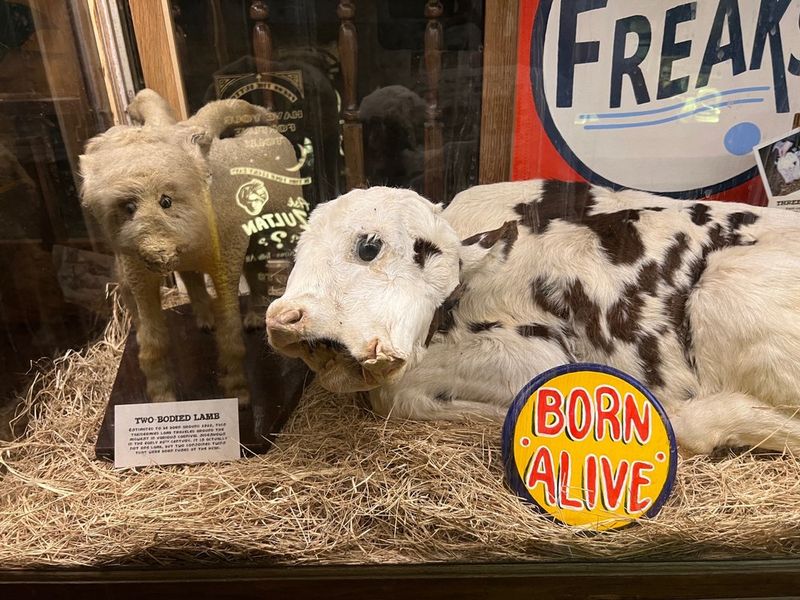 Two-Headed Animals and Preserved Specimens