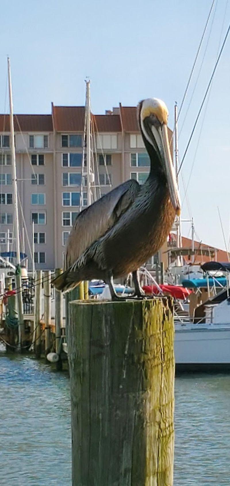 Annual Safety Harbor Festival of Fine Arts