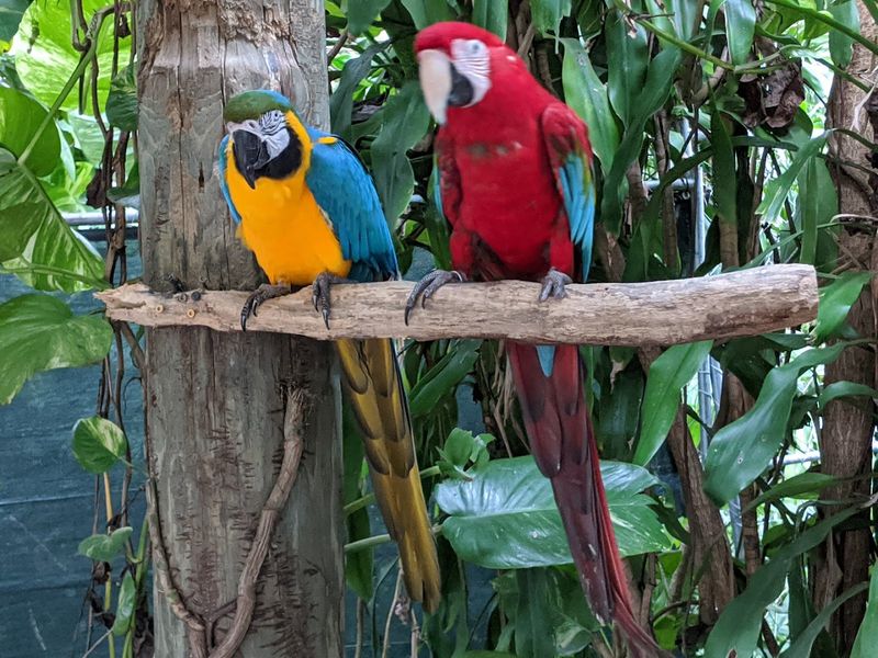 Parrots and Macaws Throughout the Park