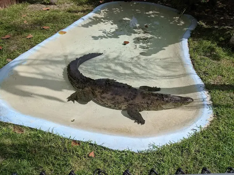 This Magical Florida Garden Lets You Hand-Feed Flamingos and Meet Lemurs 4 Holding a Baby Alligator