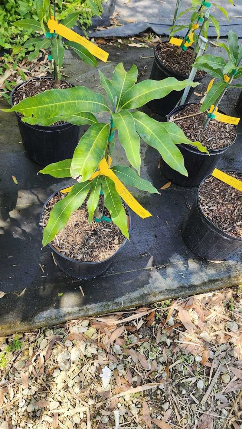 This Florida greenhouse approach helps gardeners grow more with less stress 12 The ECHO Plant Nursery: Rare and Useful Plants for Florida Gardeners
