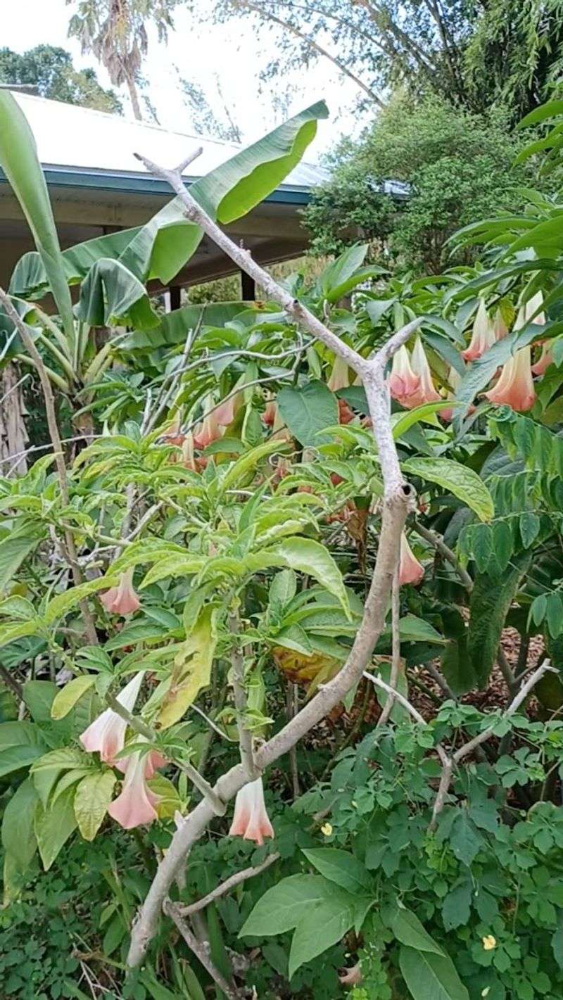 This Florida greenhouse approach helps gardeners grow more with less stress 8 Neem Trees and Natural Pest Management