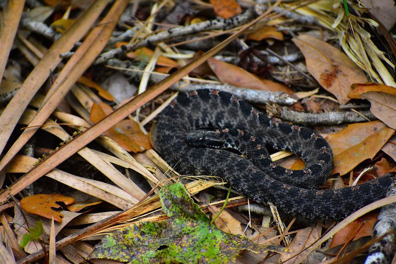 Wildlife and Nature Spotting