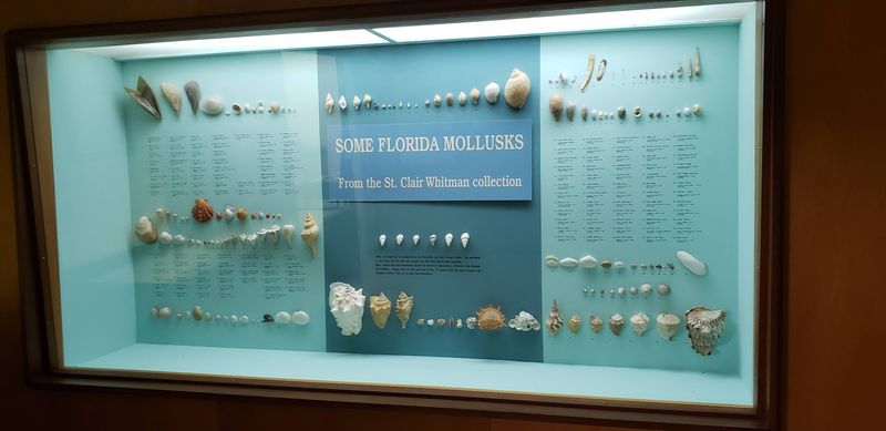 Florida Seashell Collection Worth Slowing Down For
