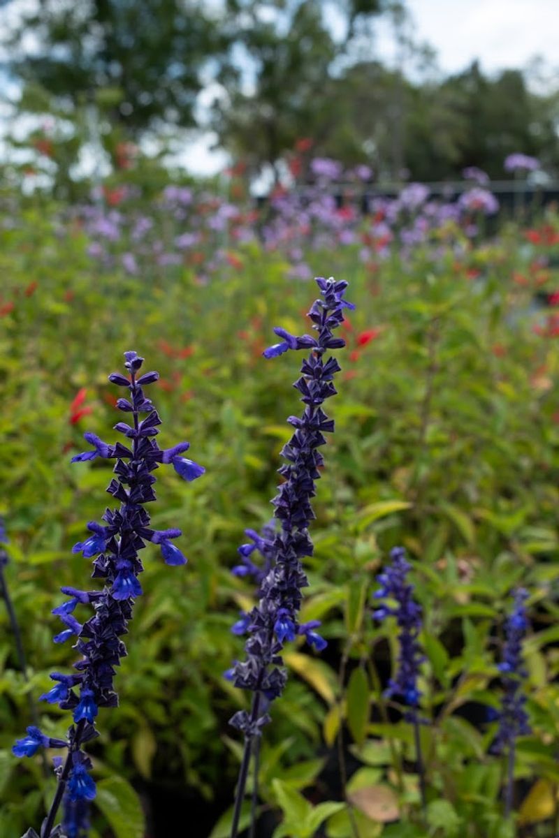 This Florida Greenhouse at GreenDreams Nursery in Spring Hill Is Changing How Locals Grow Fruits, Herbs, and Flowers 6 Rare and Exotic Tropical Plants You Have Never Seen Before