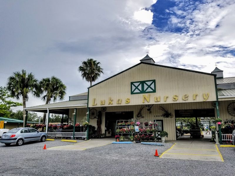 Christmas Trees and Seasonal Traditions