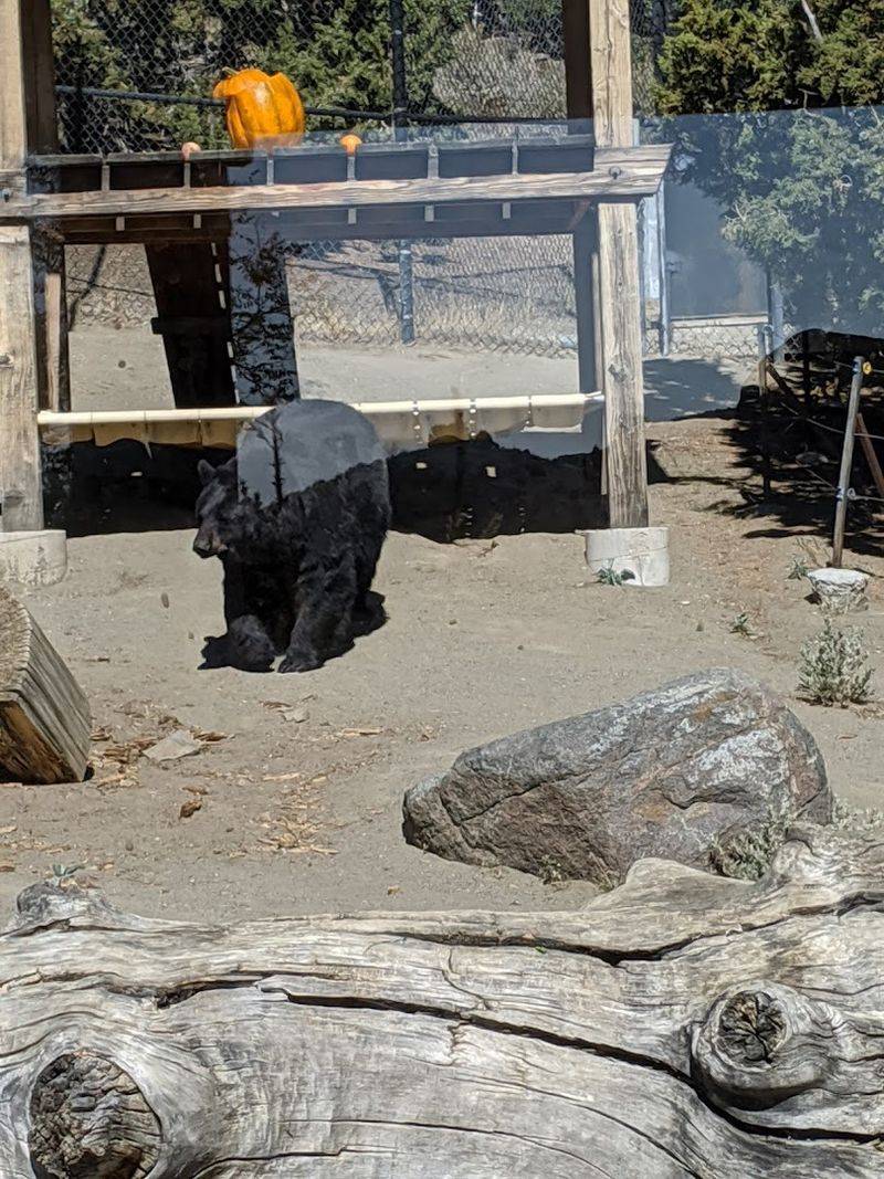 Animal Ark - Reno, Nevada