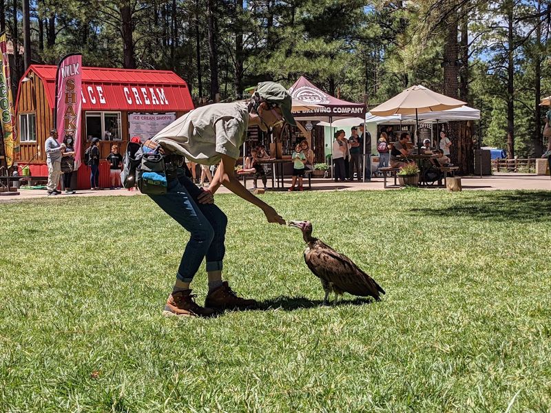 This Arizona Park Lets You Drive Through 160 Acres of Animal Habitats 9 Live Animal Shows: Education Meets Entertainment