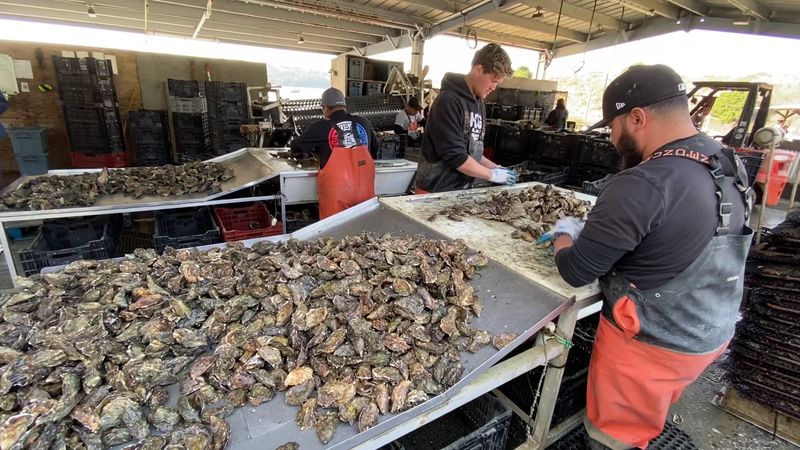 The Whole Hog Farm Tour Is an Education in Every Bite