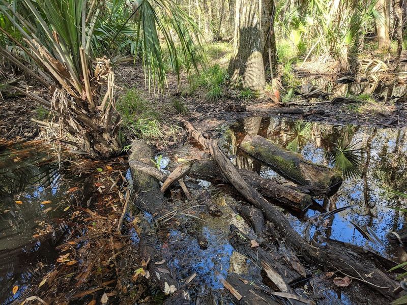 Muddy Patches and Wet Terrain