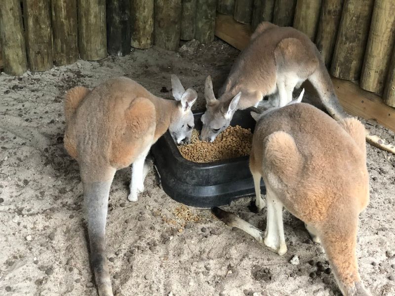 The Petting Zoo Experience