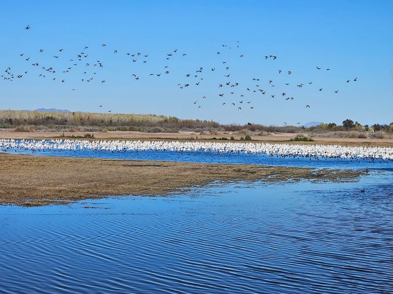 Cibola National Wildlife Refuge - Cibola, Arizona