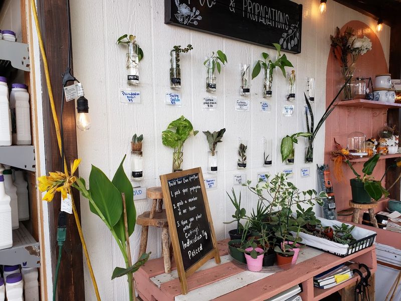 Expert Plant Repotting and Diagnosis Services