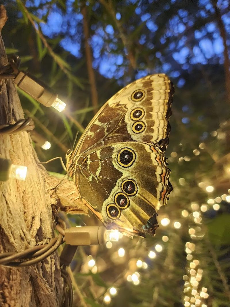 Live Violin Music Inside the Conservatory
