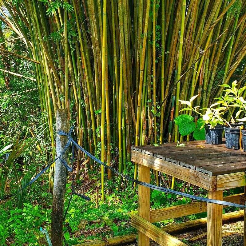 This Florida greenhouse approach helps gardeners grow more with less stress 10 Appropriate Technology for Low-Cost Greenhouse Structures