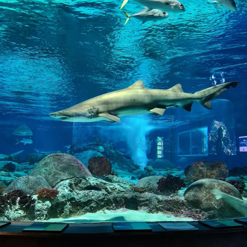 OdySea Aquarium - Scottsdale, Arizona