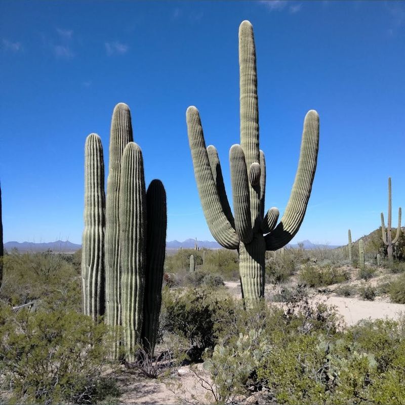 Arizona-Sonora Desert Museum - Tucson, Arizona