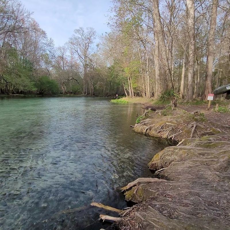 This hidden Florida spring is so clear and beautiful people cannot believe it is still this peaceful 11 The Bumpy Dirt Road That Adds to the Adventure