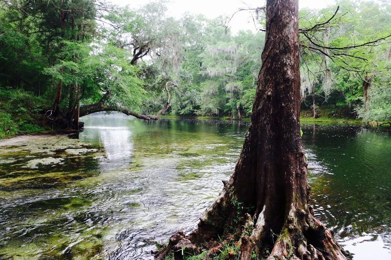 Wildlife Watching and Birdlife Along the River