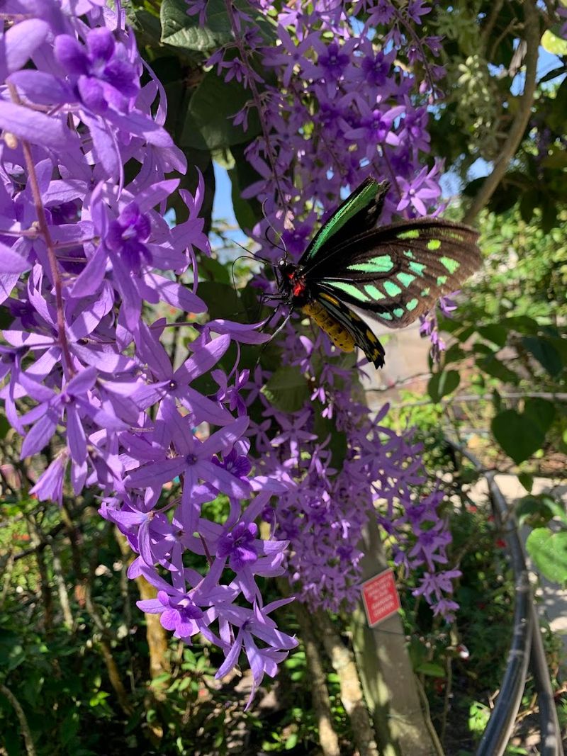 The World's Largest Butterfly Park Is This 10-Acre Conservatory in Florida 14 What Real Visitors Say About the Overall Experience