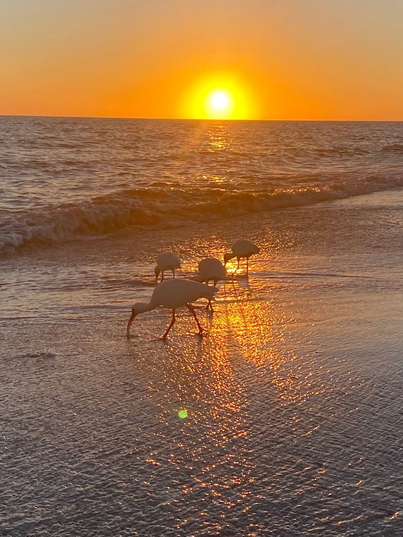 Why Captiva Island Keeps Calling People Back