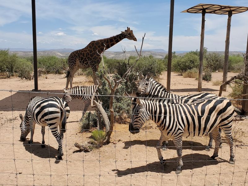 Ziplining Over the Safari