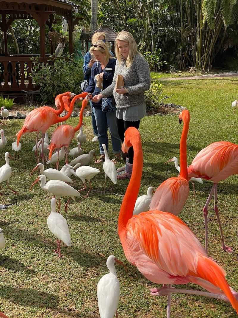 This Magical Florida Garden Lets You Hand-Feed Flamingos and Meet Lemurs 12 Educational Animal Encounters for Kids