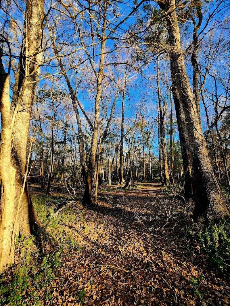 A 1.7-Mile Hike in Florida Leads You to 5 Beautiful Natural Springs 14 Dog-Friendly Trails and Policies