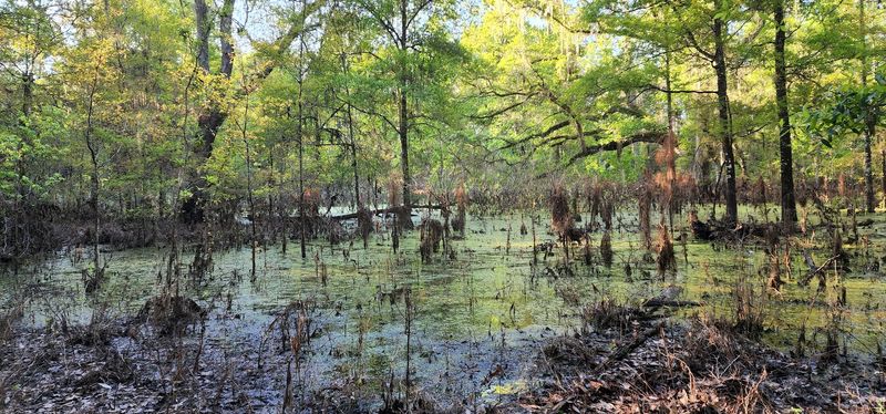 Lizzie Hart Sink — The Star of the Show