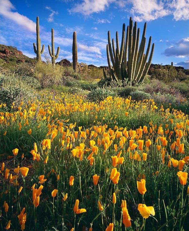 Organ Pipe Cactus National Monument - Ajo, Arizona