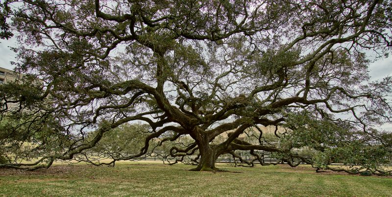 Live Oak Tree