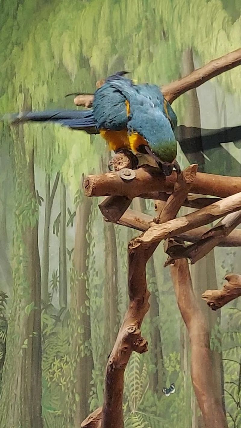 Lory Parrot Feeding Experience