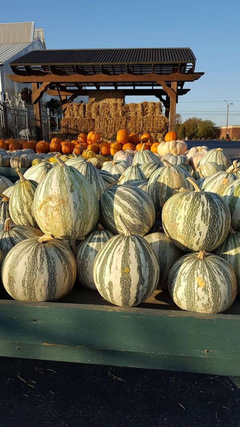 Fall Mums and Pumpkins That Make Autumn Feel Complete