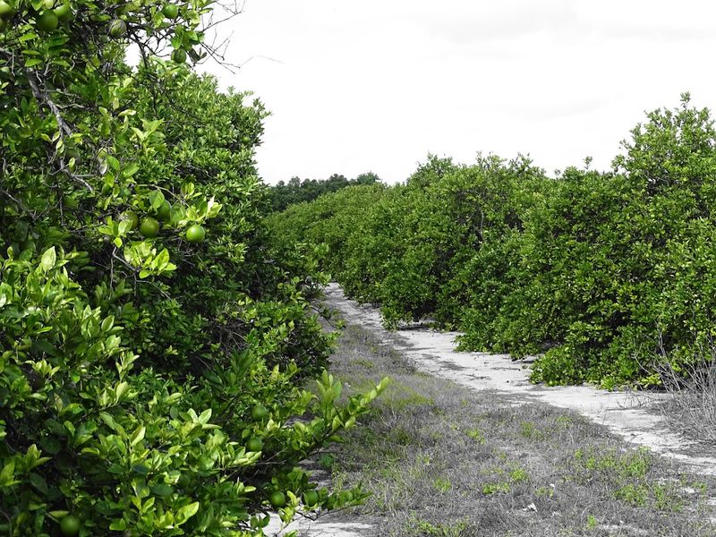 Avon Park and Sebring Scenic Drive